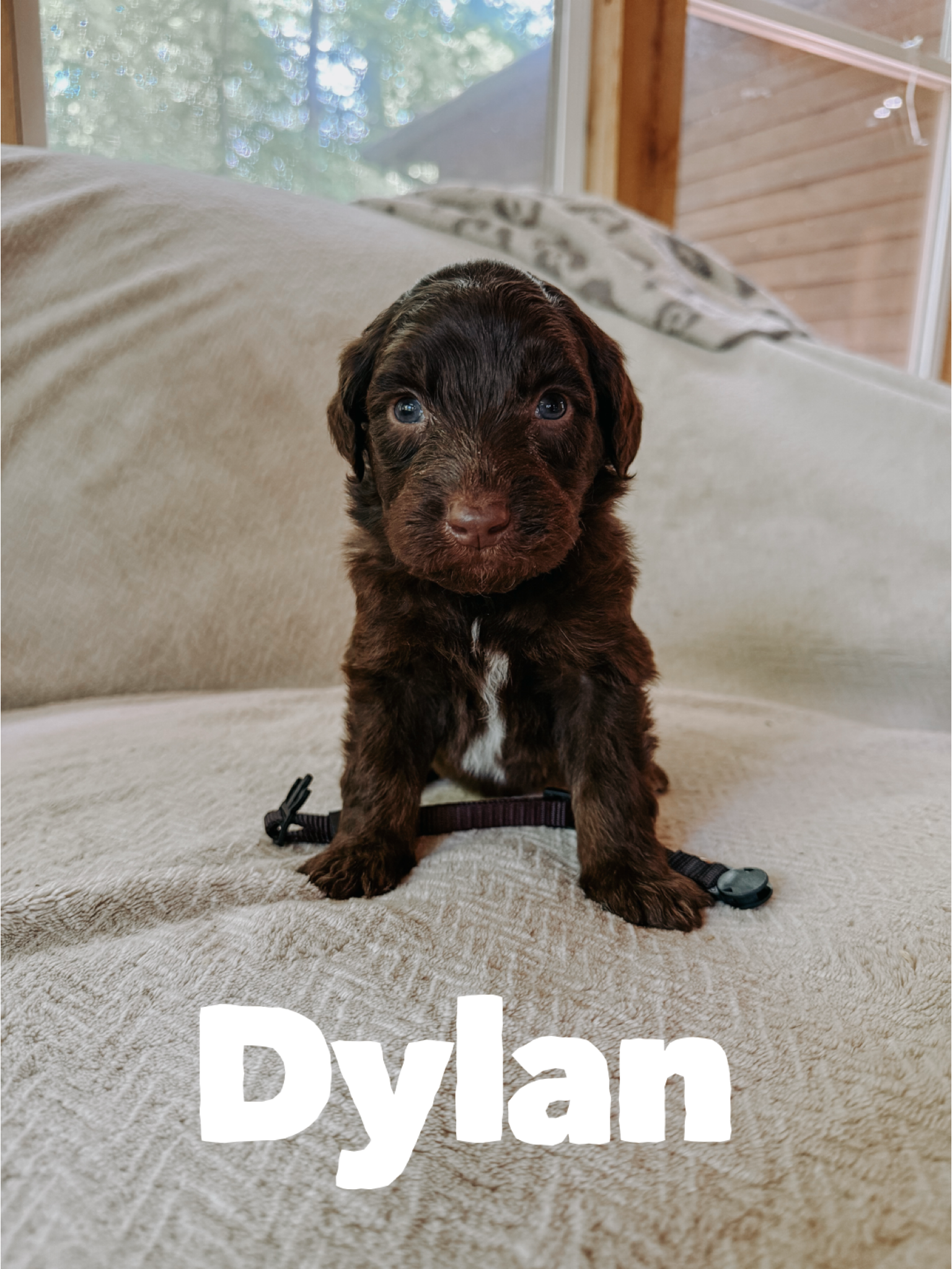 Dylan 1
